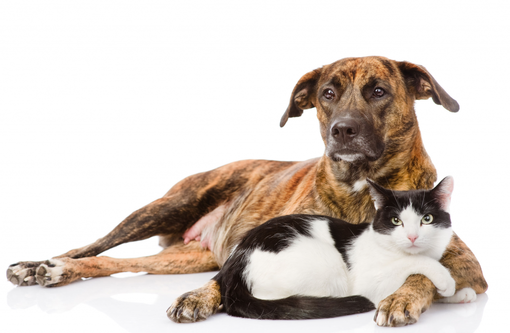 brown large dog and black and white cat lying together on a white background