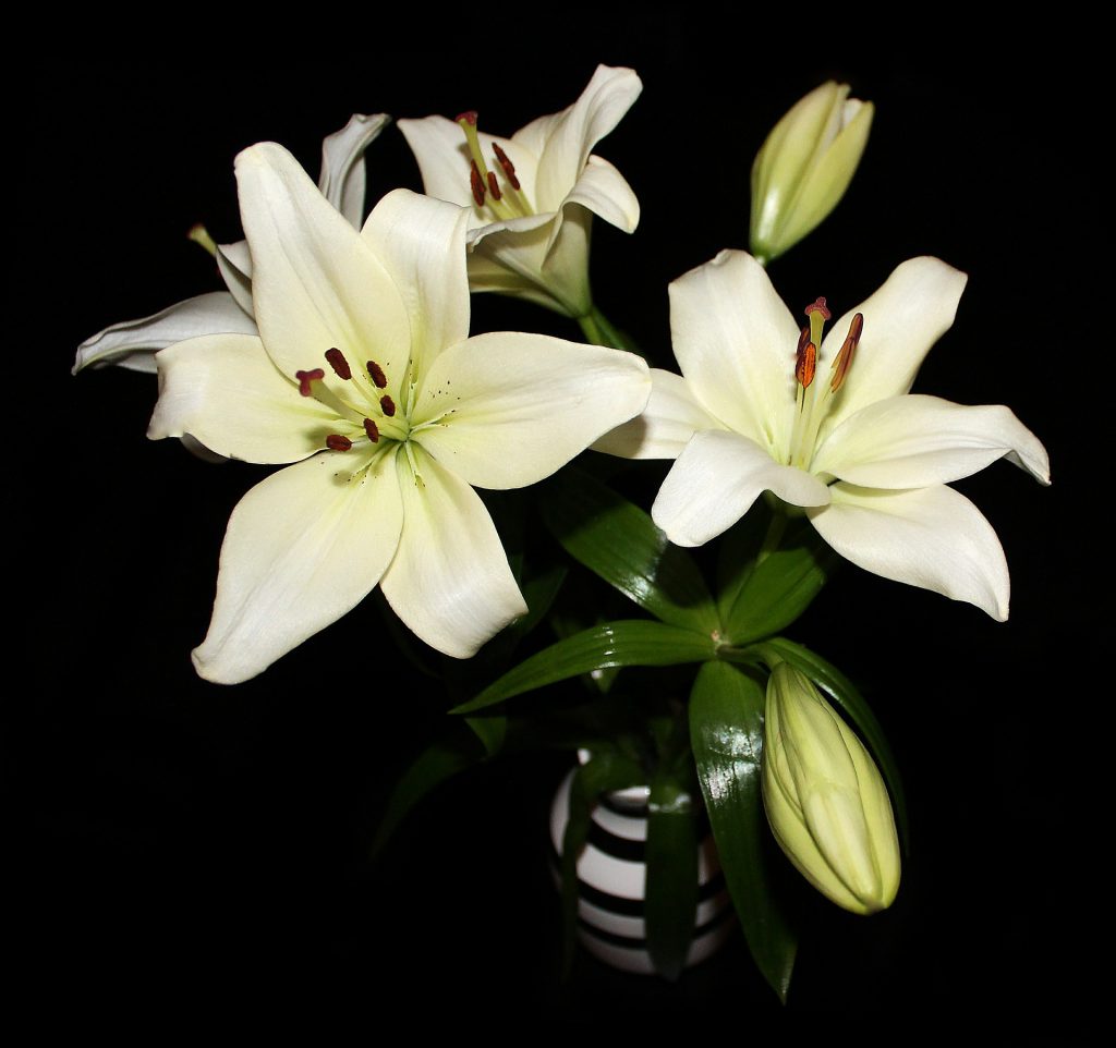White funeral Lilies on display in a vase
