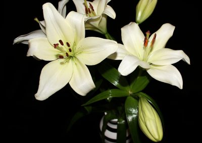 White funeral Lilies on display in a vase